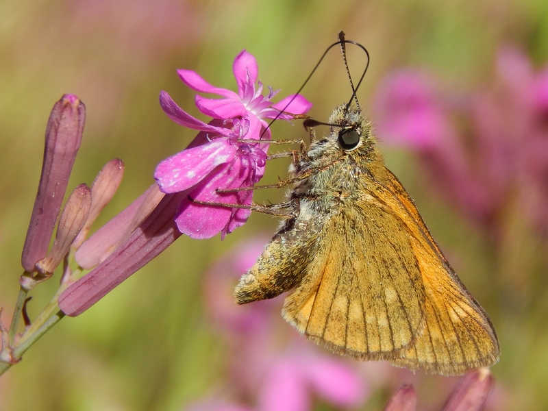 Hesperidae da confermare